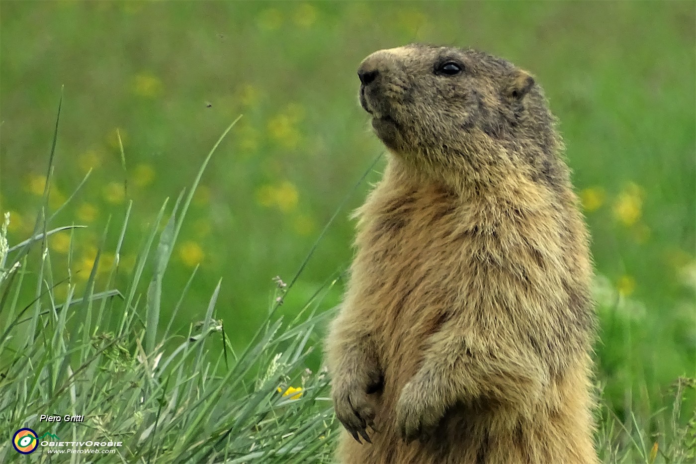 95 Marmotta in sentinella tra il verde dei pascoli ai Piani dell'Avaro.JPG